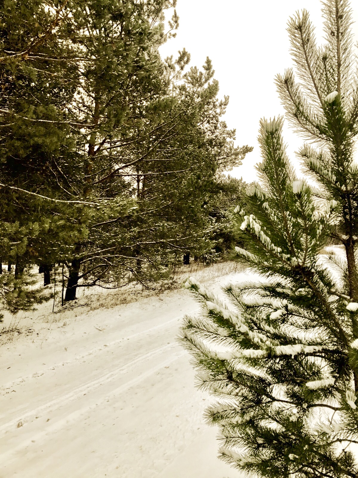 Фото Приокские зори