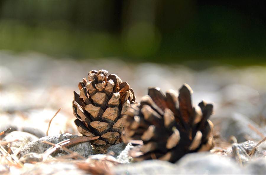 Фото Эльбрус Марал