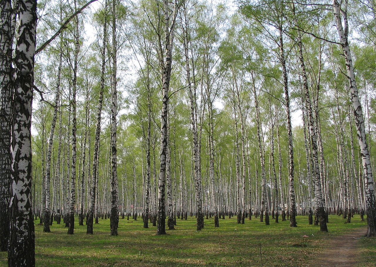 Береза в парке