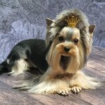 Зоосалон, зоопарикмахерская (Kirova Lane, 24), pet salon