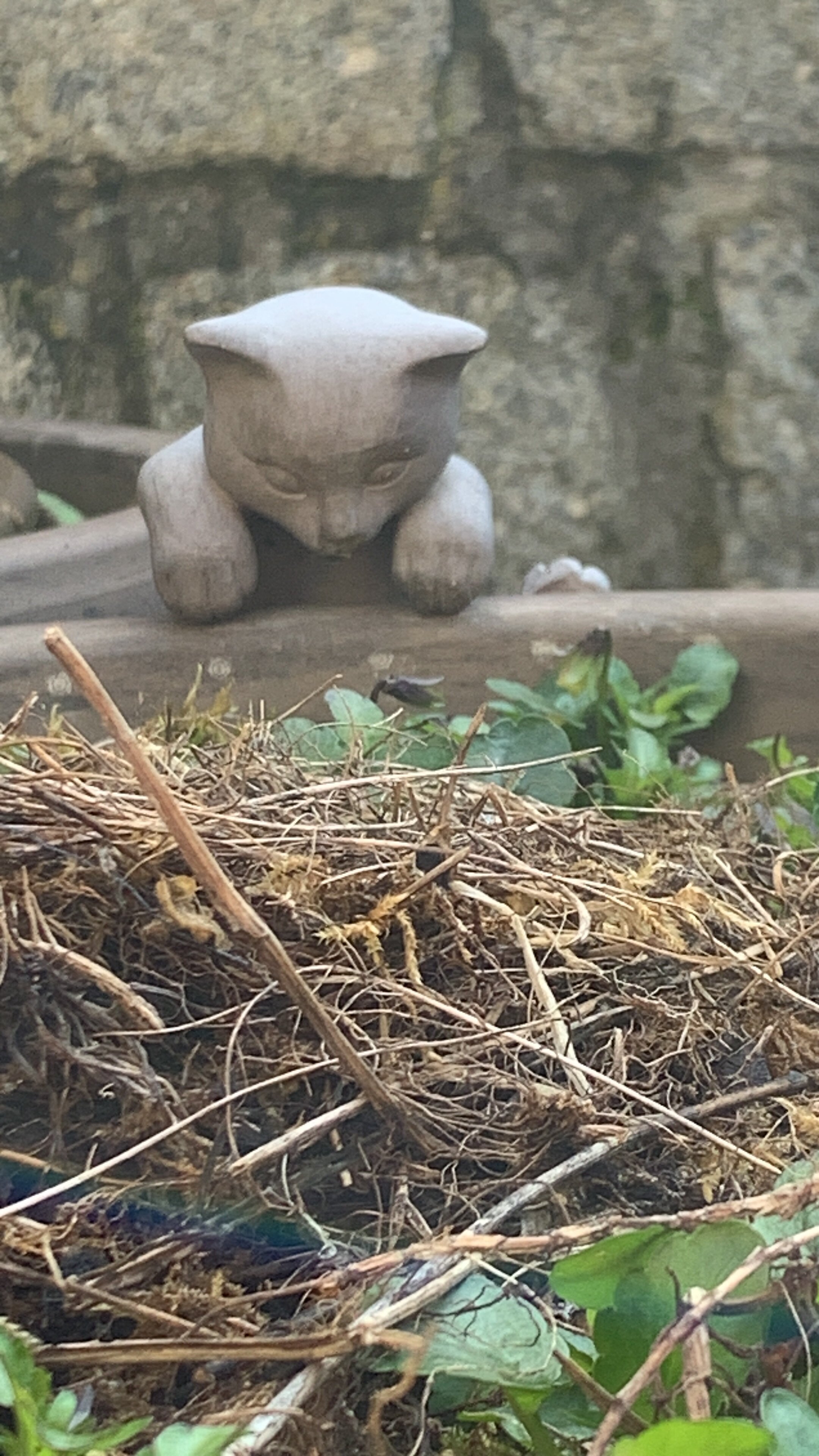 Фото Кошкин дом