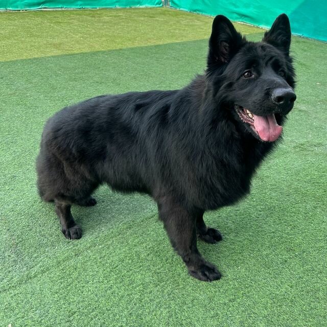 Pet hotel Happy Buddies Dog Day Care Centre, Dubai, photo