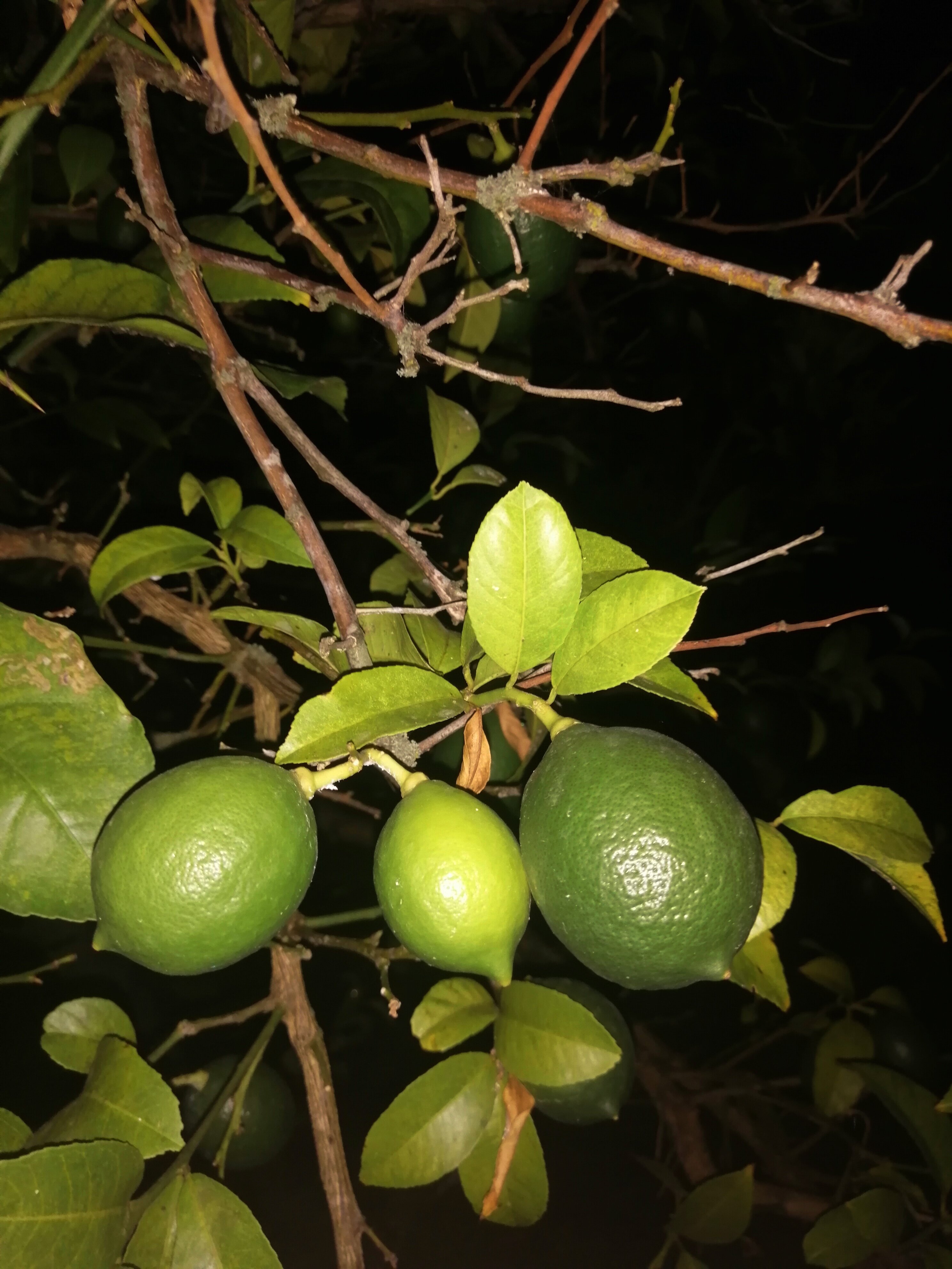 Фото У старого винодела