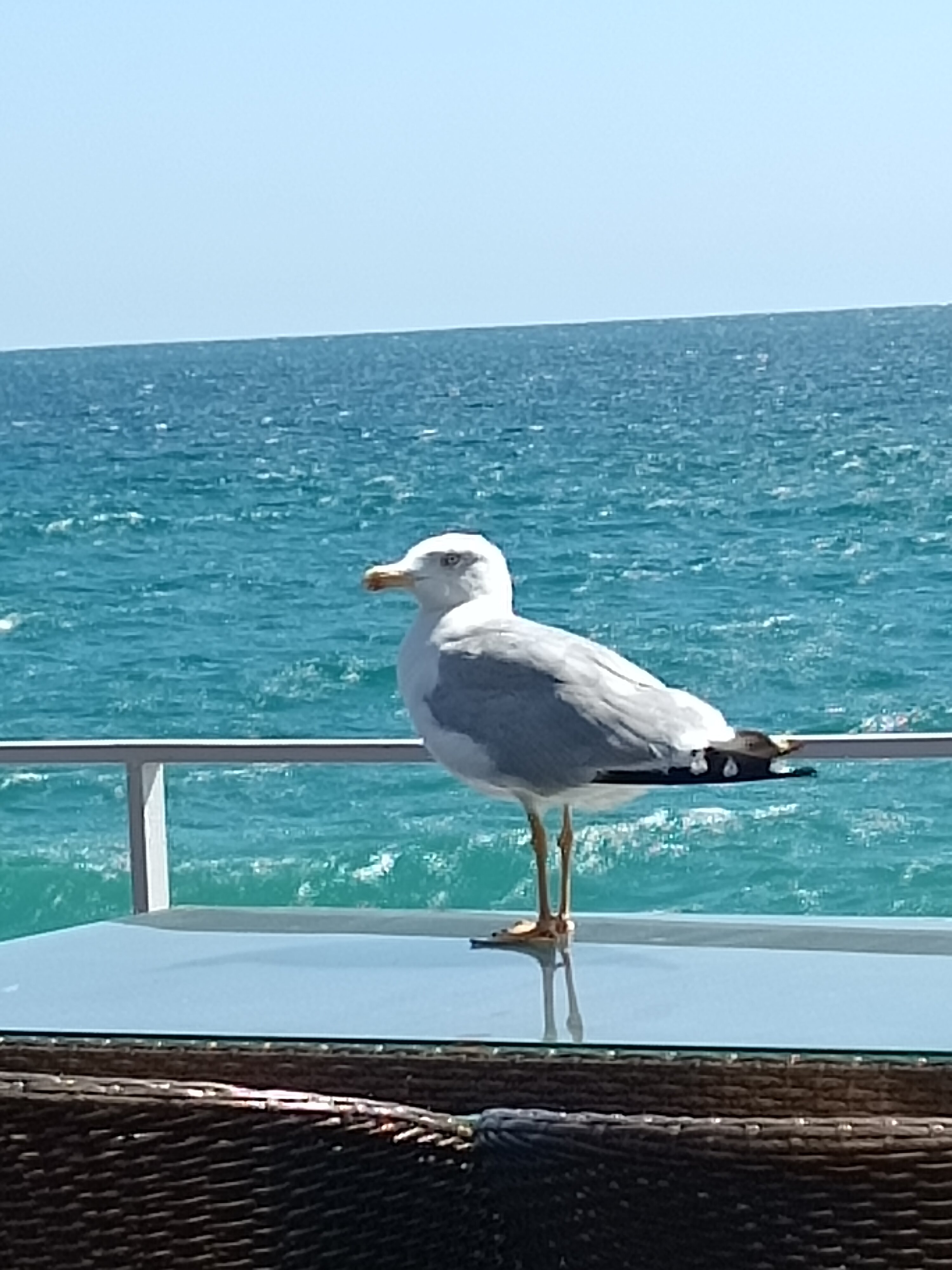 Фото Глория