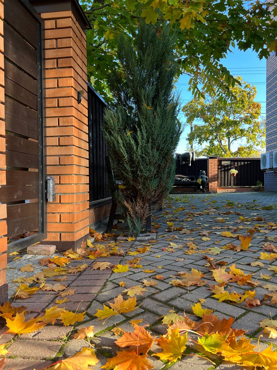 Фото Три кота