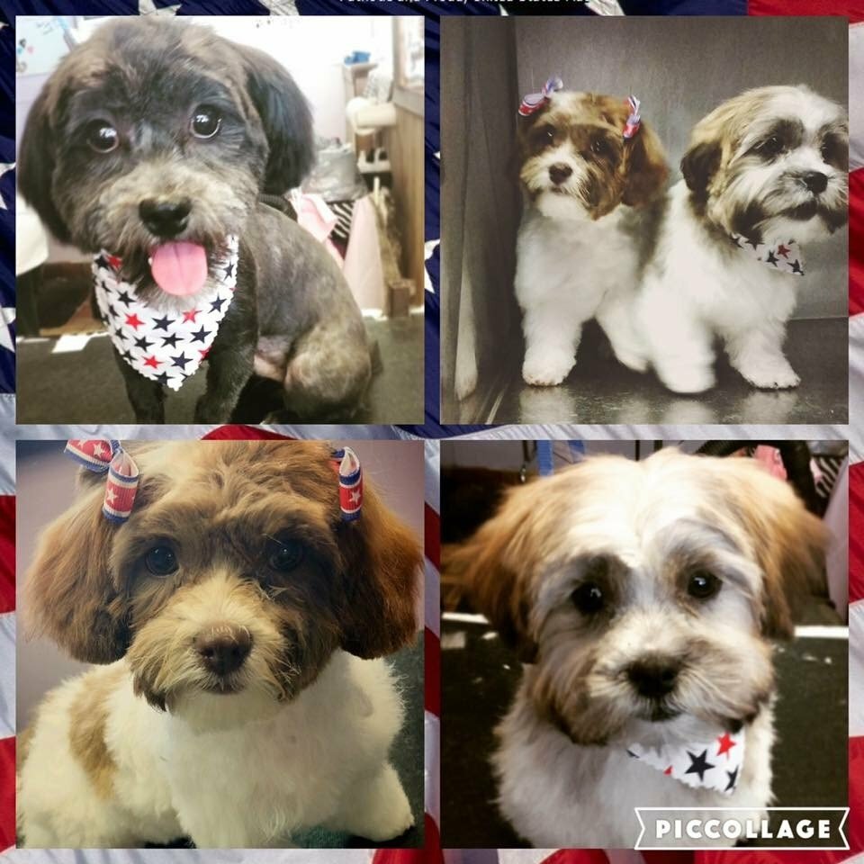 Paws & Claws Pet Grooming and Boarding, pet salon, Michigan, Dickinson