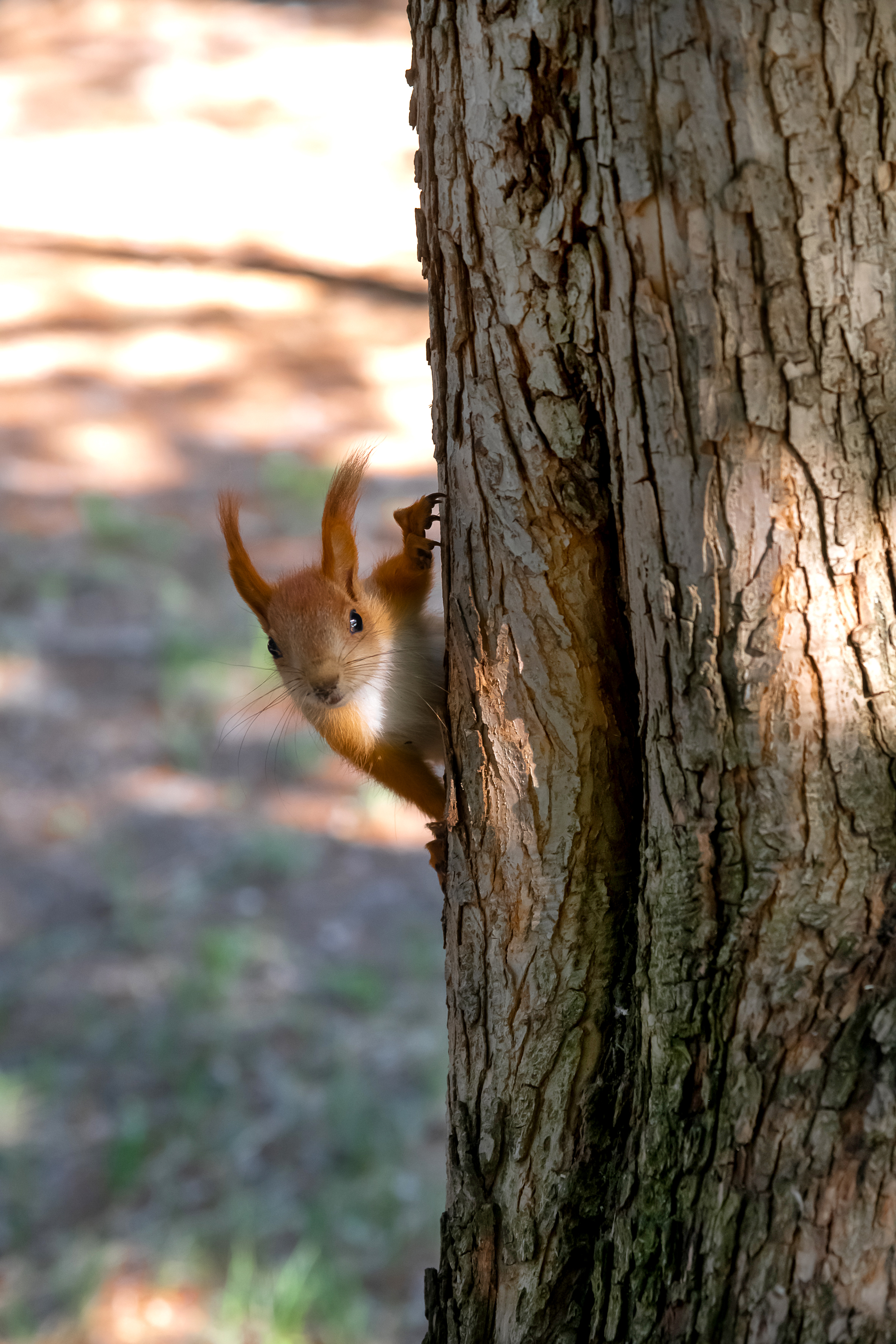 Фото Рассветы над Бией