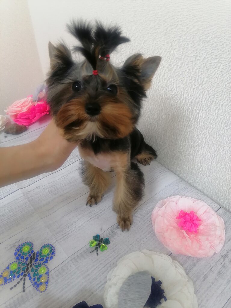 Pet salon Зоосалон, Serpuhov, photo