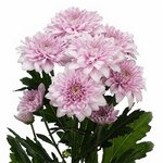 Tsvety u Galiny (Usinsk, Molodyozhnaya Street, 17А), flower shop