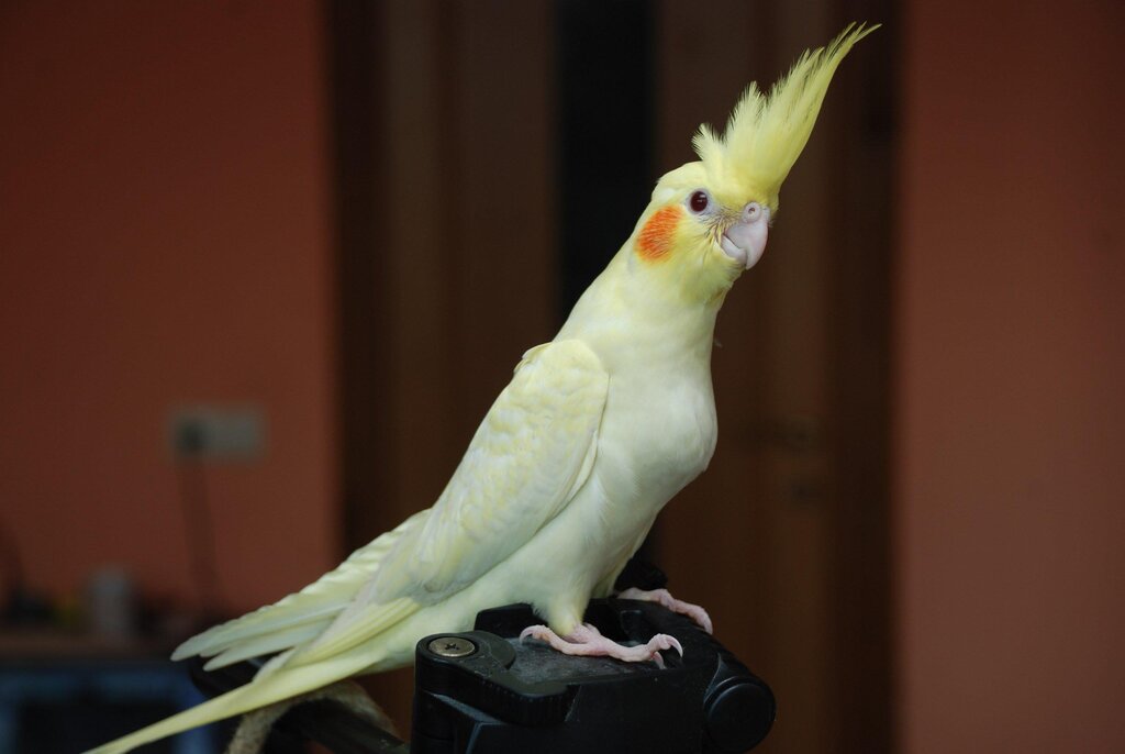 Pet shop Mir zhivotnykh, Tula Oblast, photo