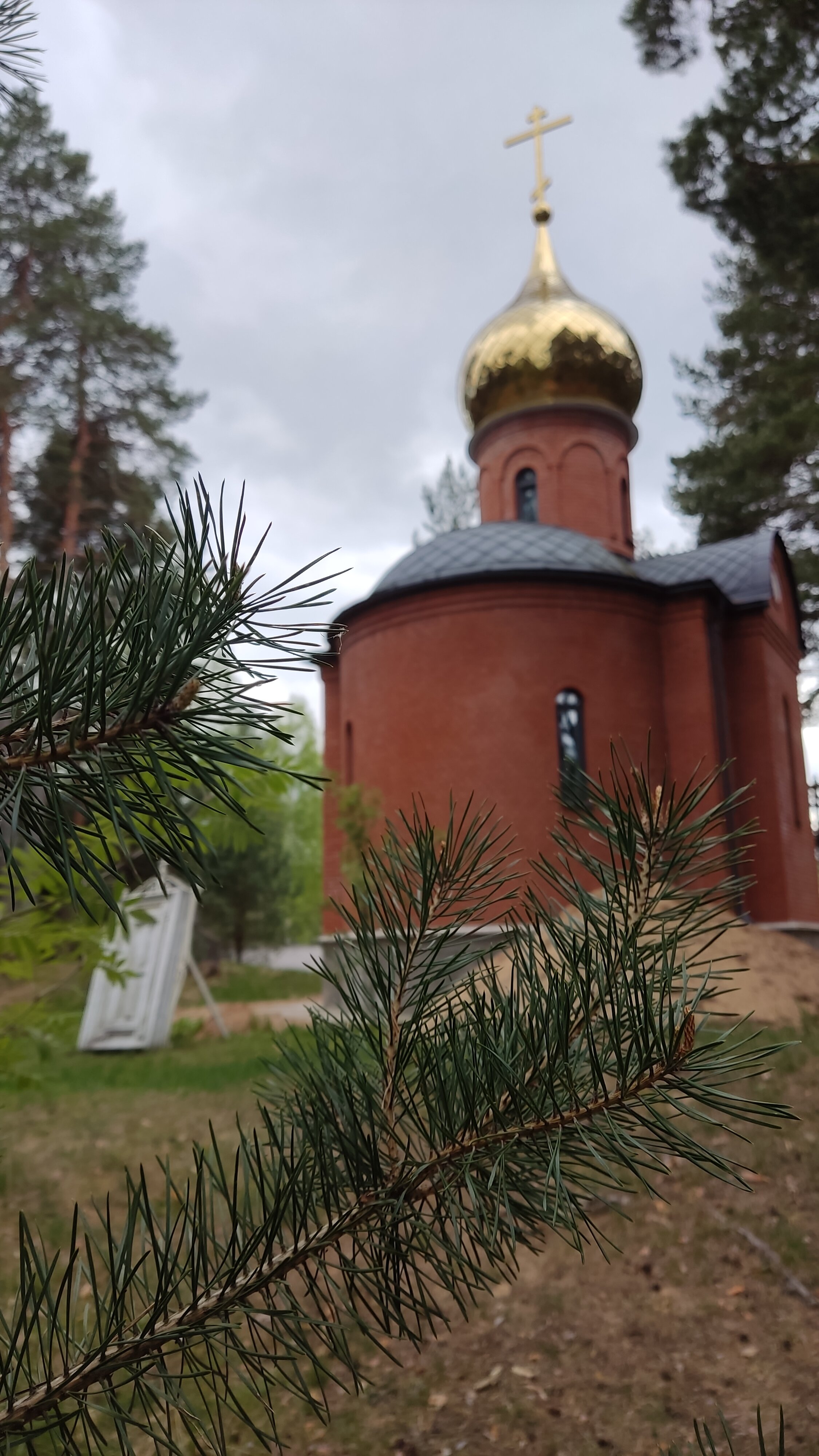 Фото Green forest
