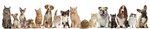 JetSet Pets (17, England-Y Street, England Cluster, Dubai International City, Mushraif, Dubai), veterinary clinic