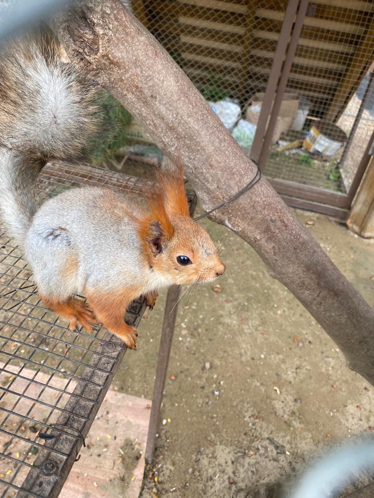 Фото Белая вежа