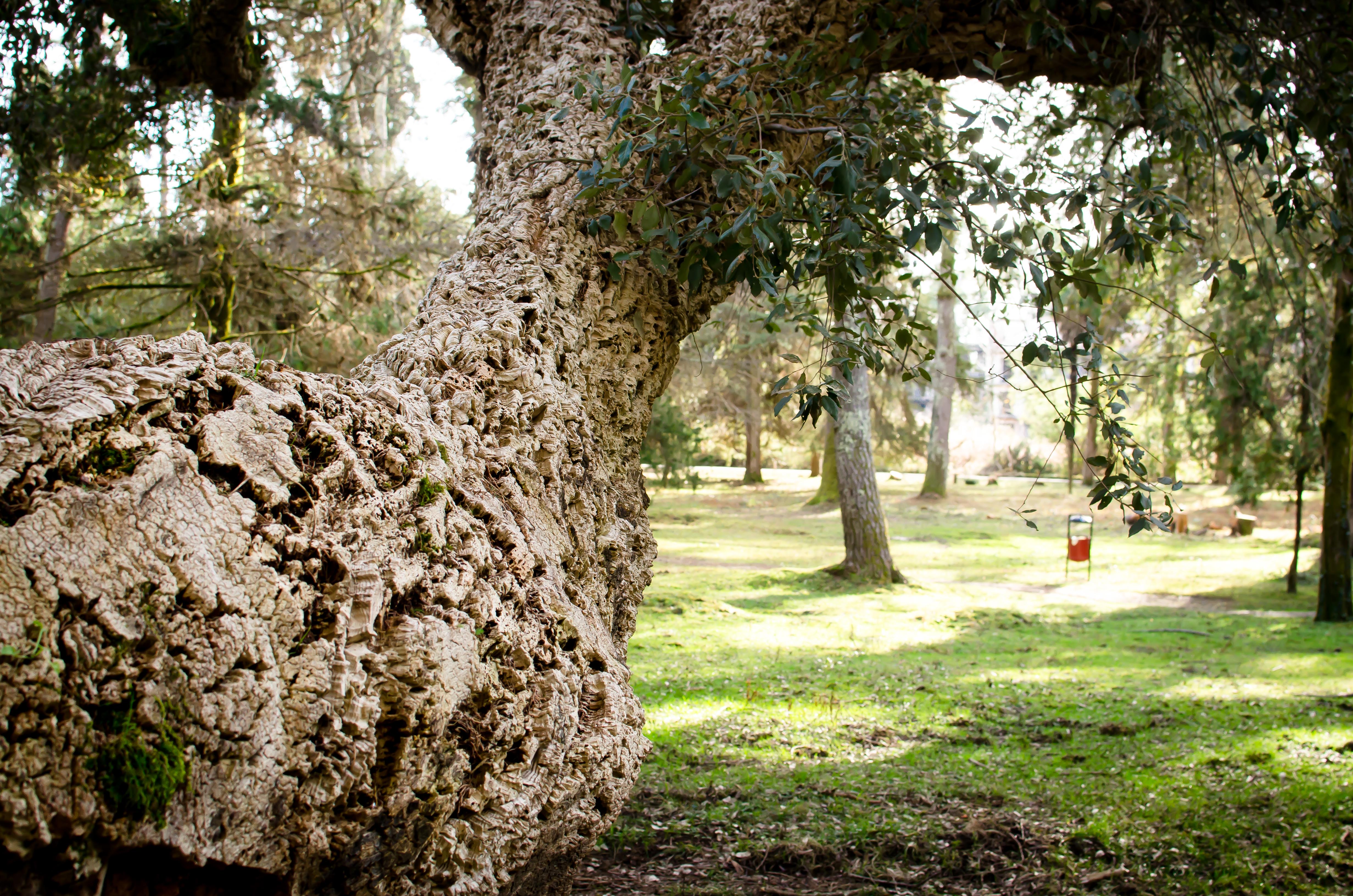 Фото Апартаменты Семейные в Агудзере