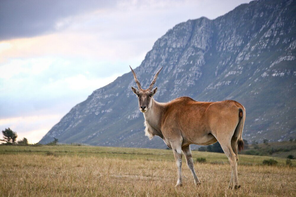 Фото Oudebosch Guest Farm