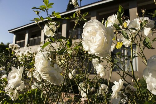 Гостиница Ruth Avenue Guest House в Эденвале