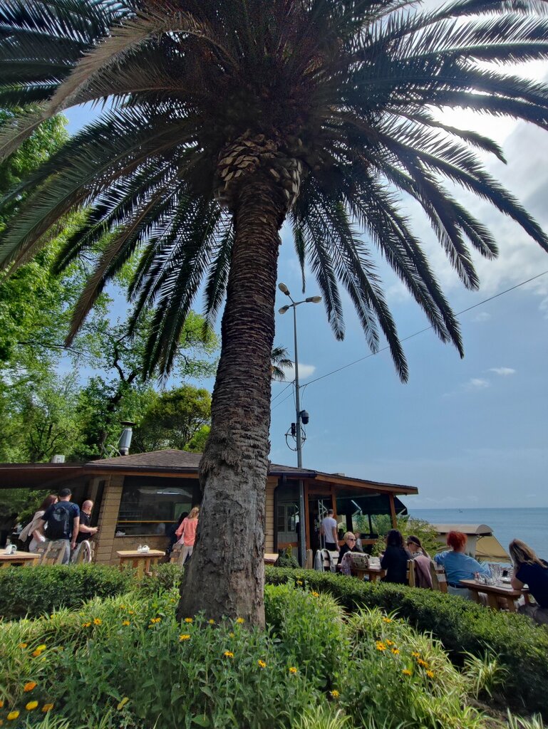 Кафе Кафе у пальмы, Сочи, фото
