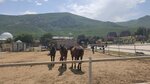 Agachaul (selo Agachaul, territoriya Nasosnoy stantsii, ulitsa 3-ya Liniya, 30), horse riding