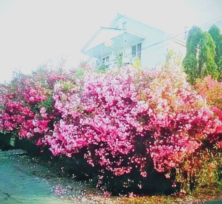 Фото Олеандр