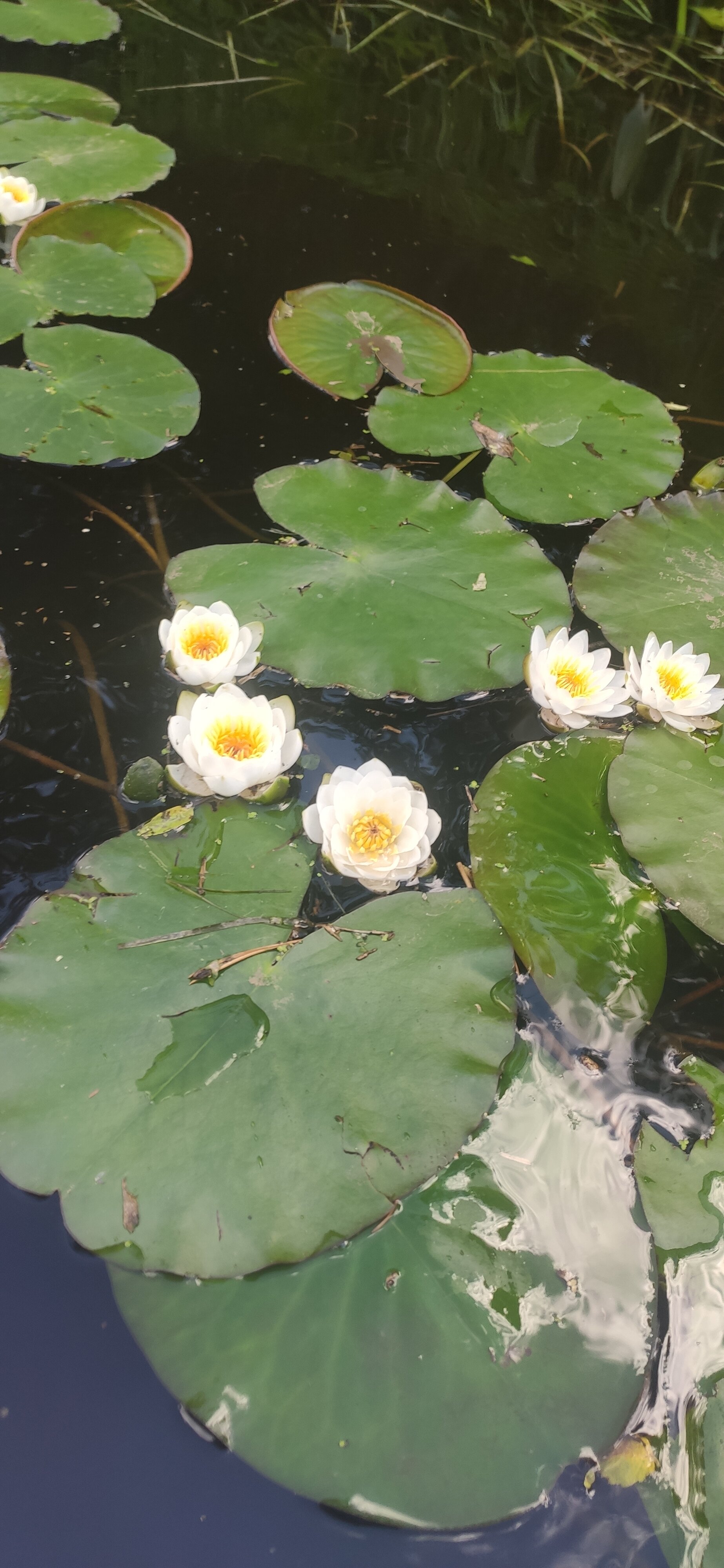 Фото Белая мельница