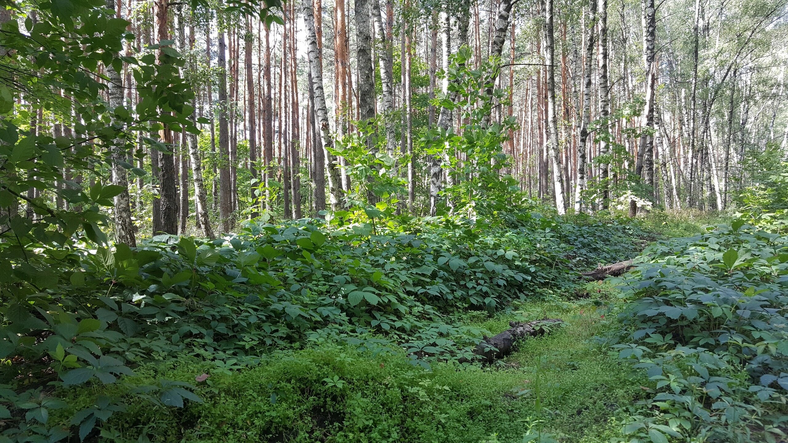 Фото Замок у Леса