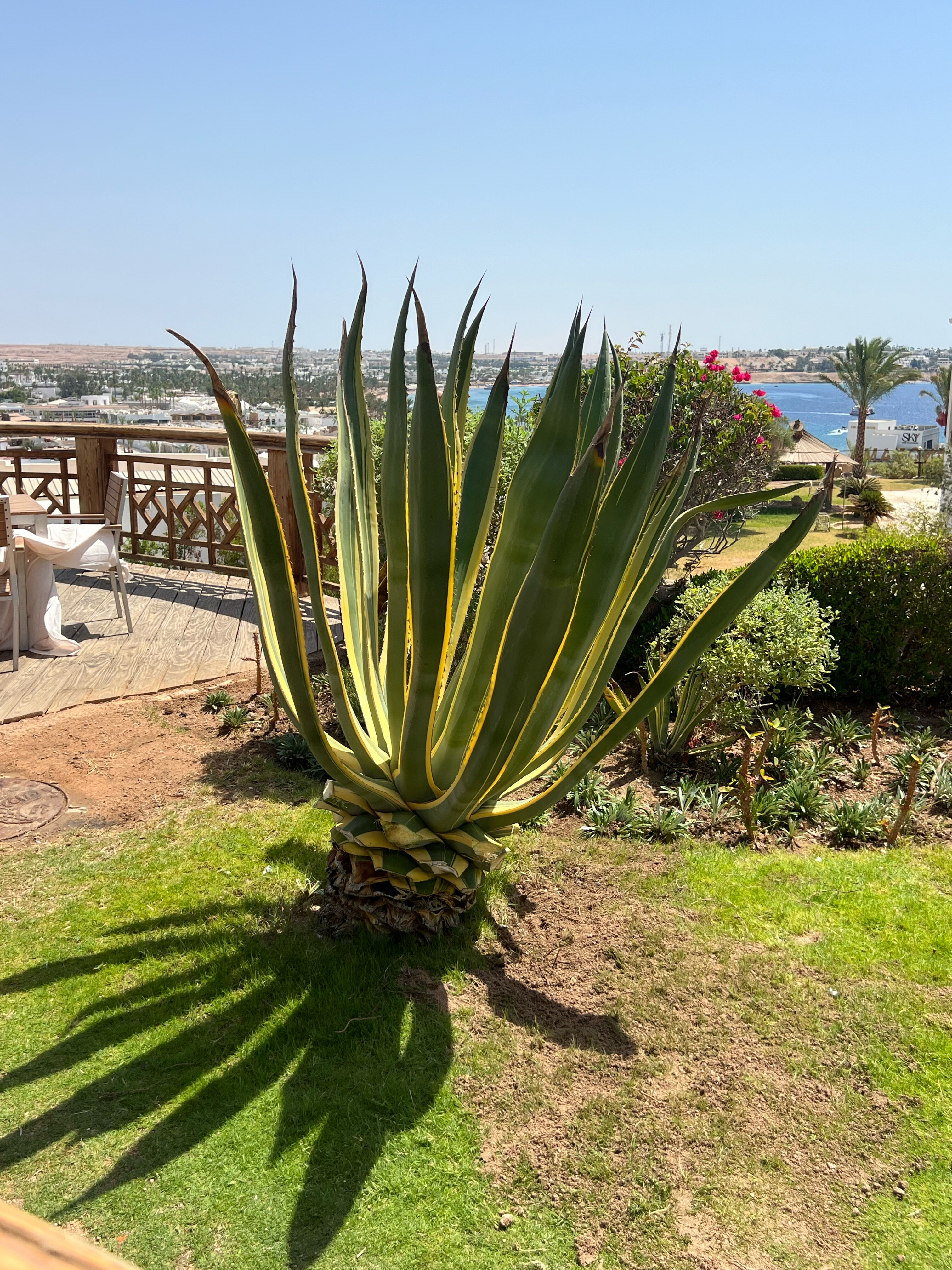 Фото Naama Bay Hotel & Resort