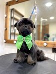 Vivatgrooming (Lopasnenskaya Street, 7), pet salon