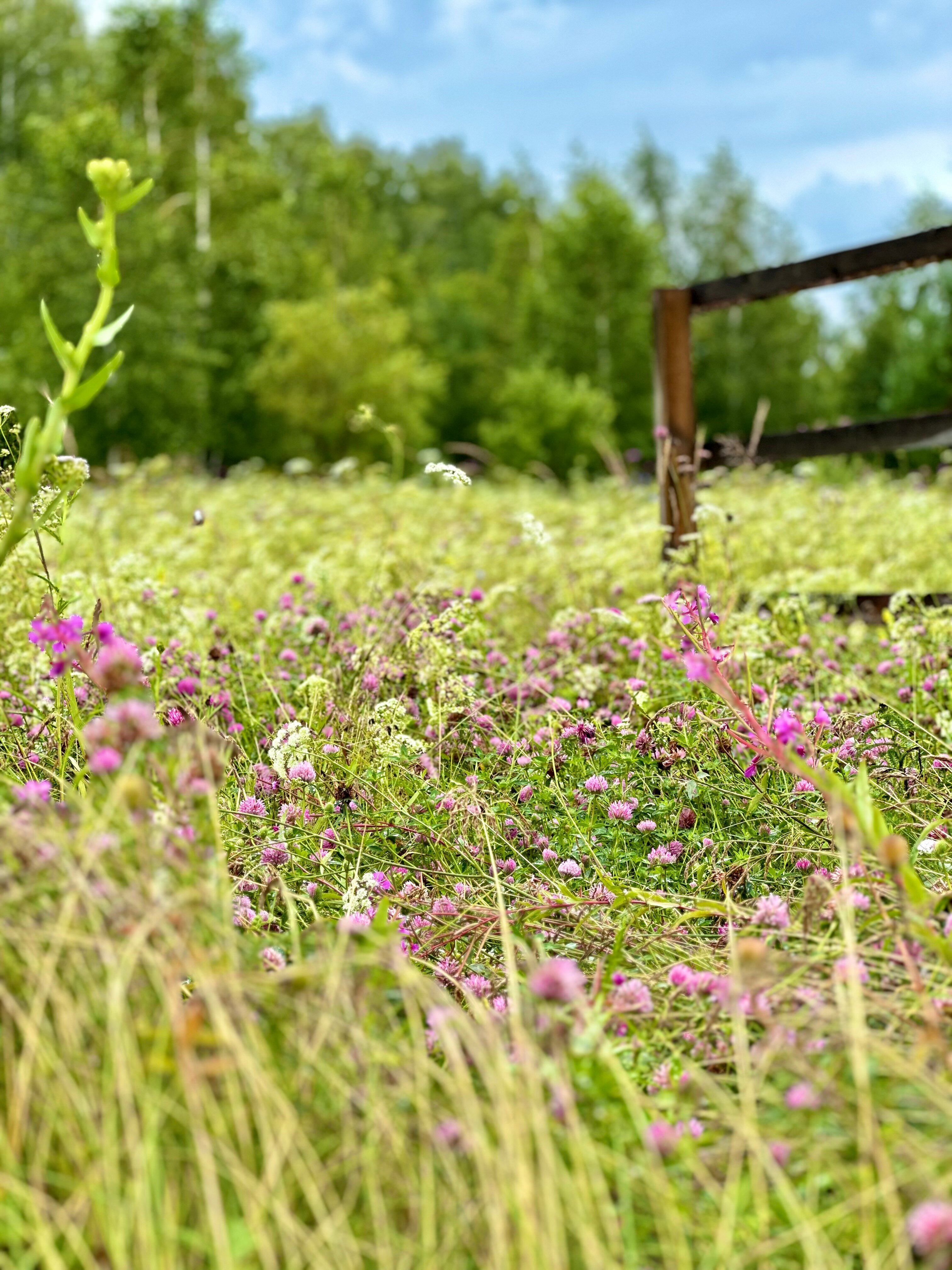 Фото Гевара Дача