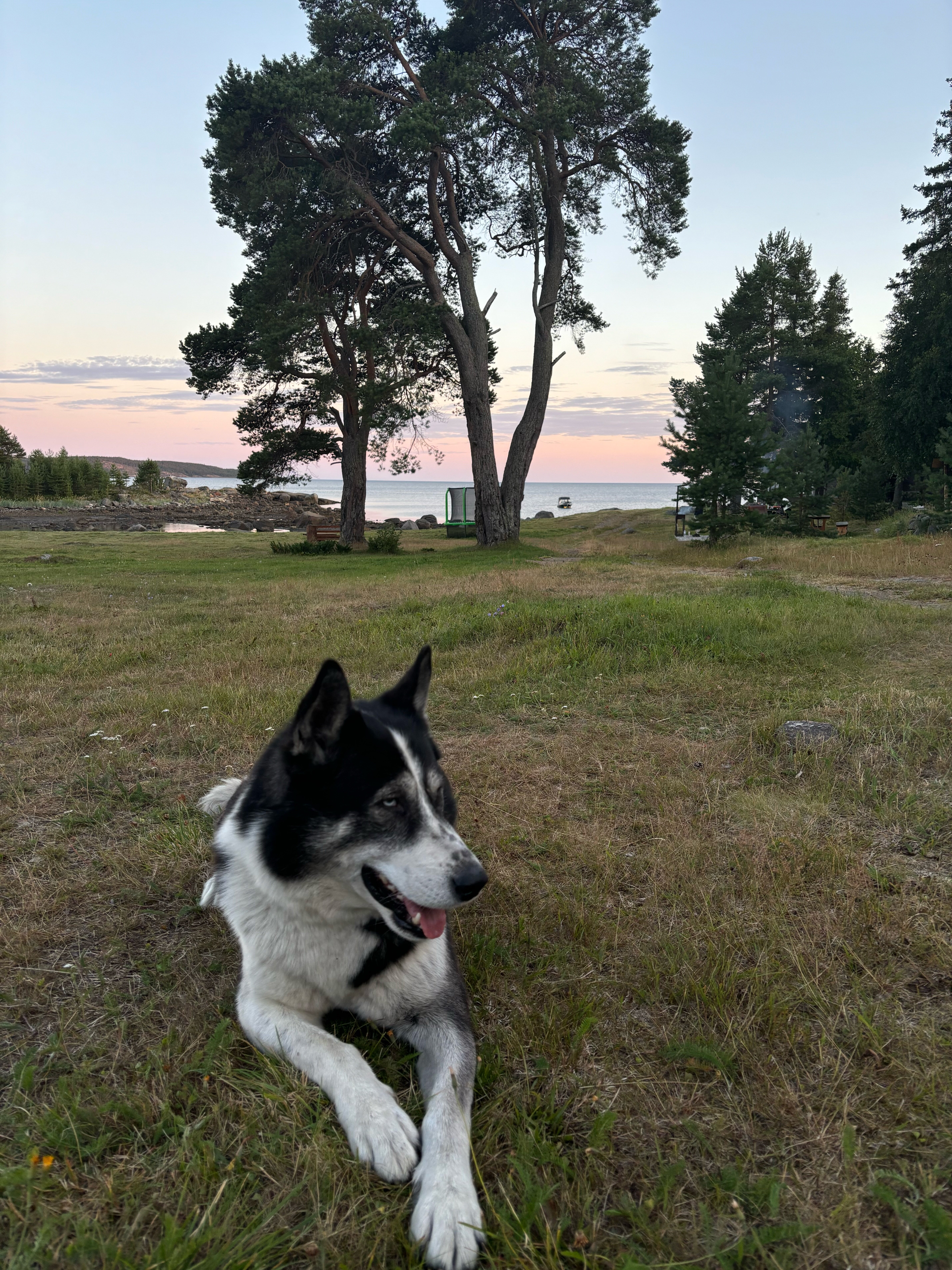 Фото Cedar Grass Белое море