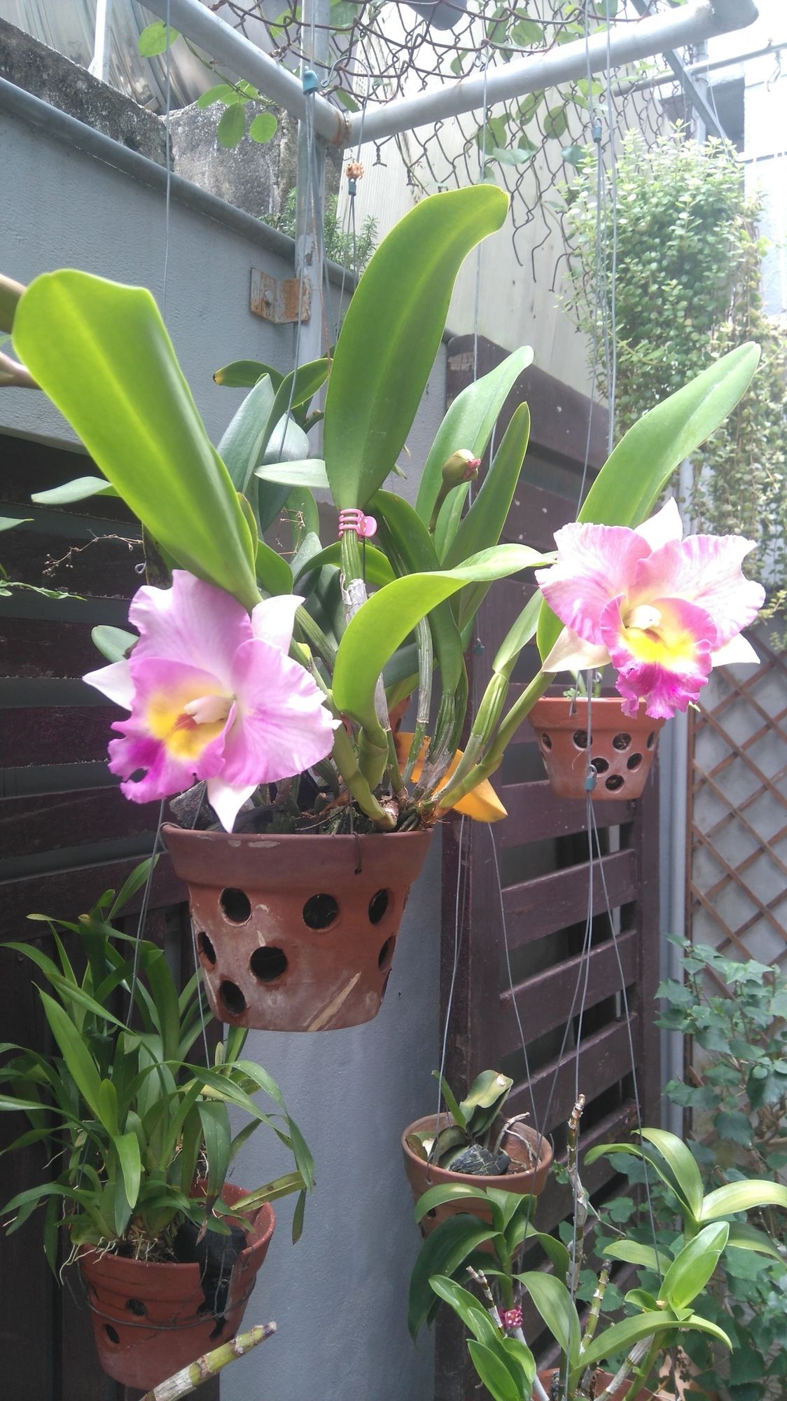 Фото Green Coco Homestay Hoi An