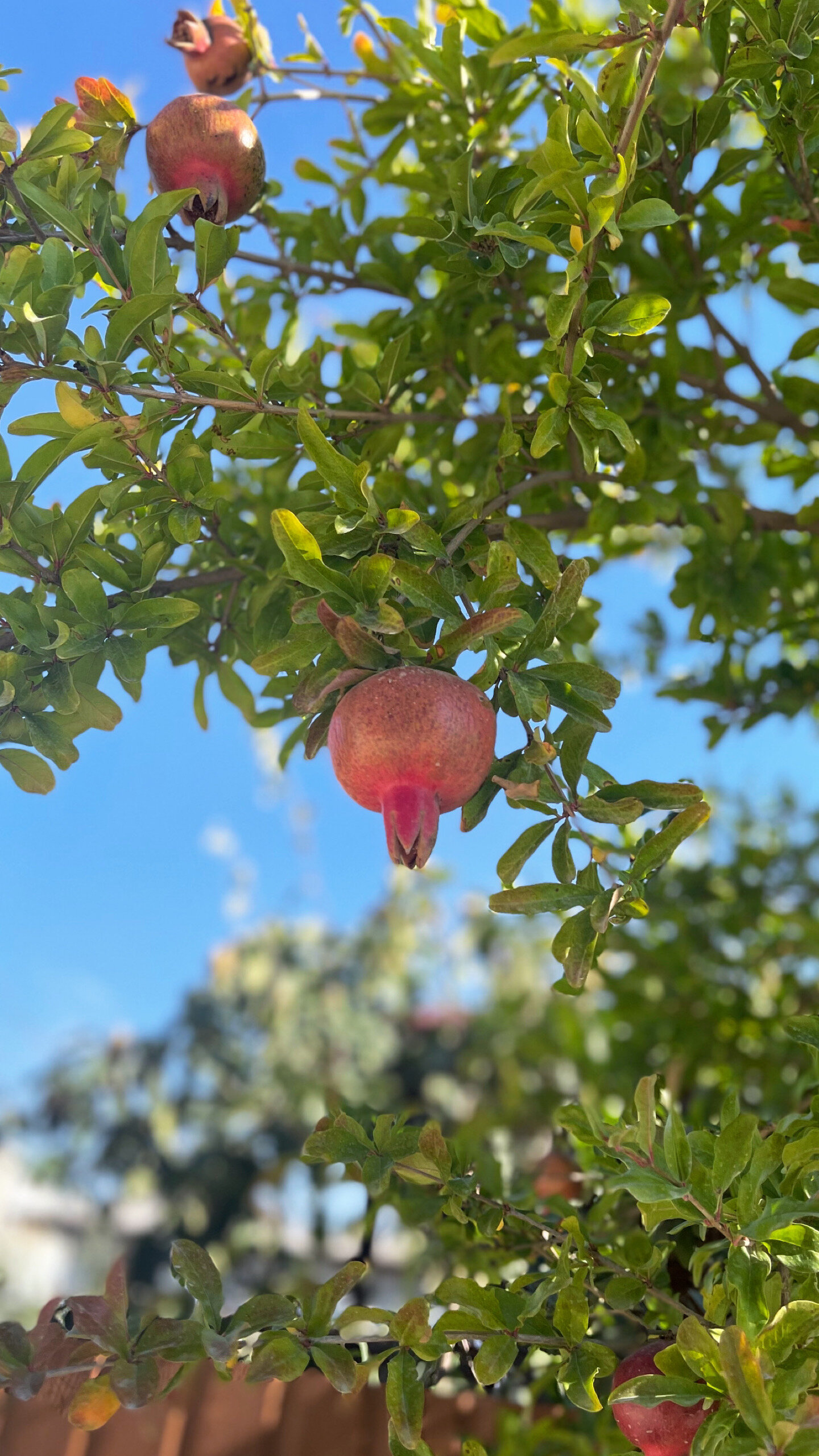 Фото Family House