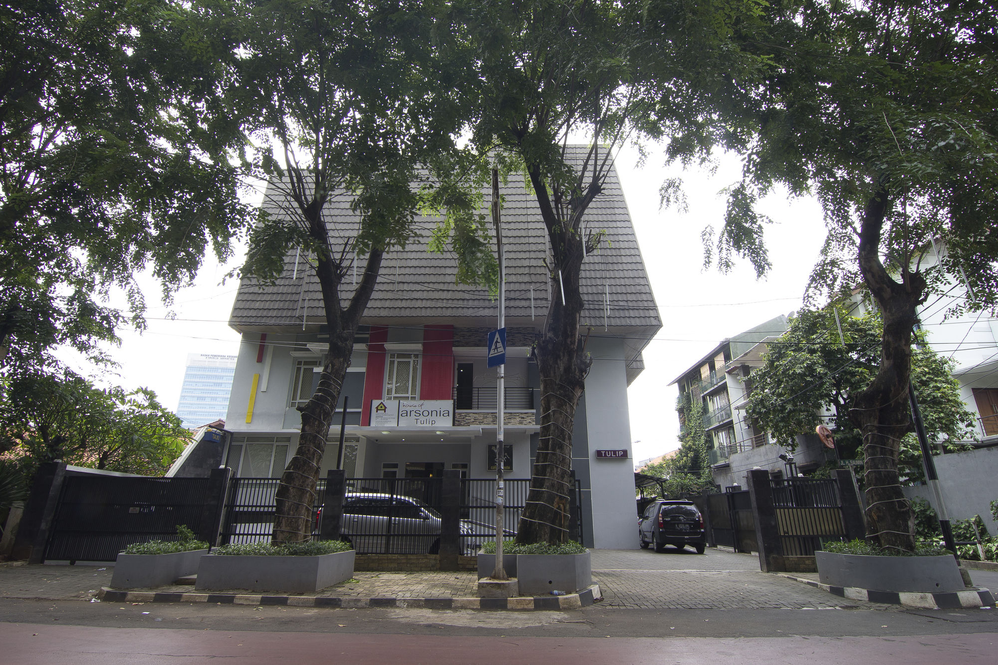 Фото House of Arsonia Tulip