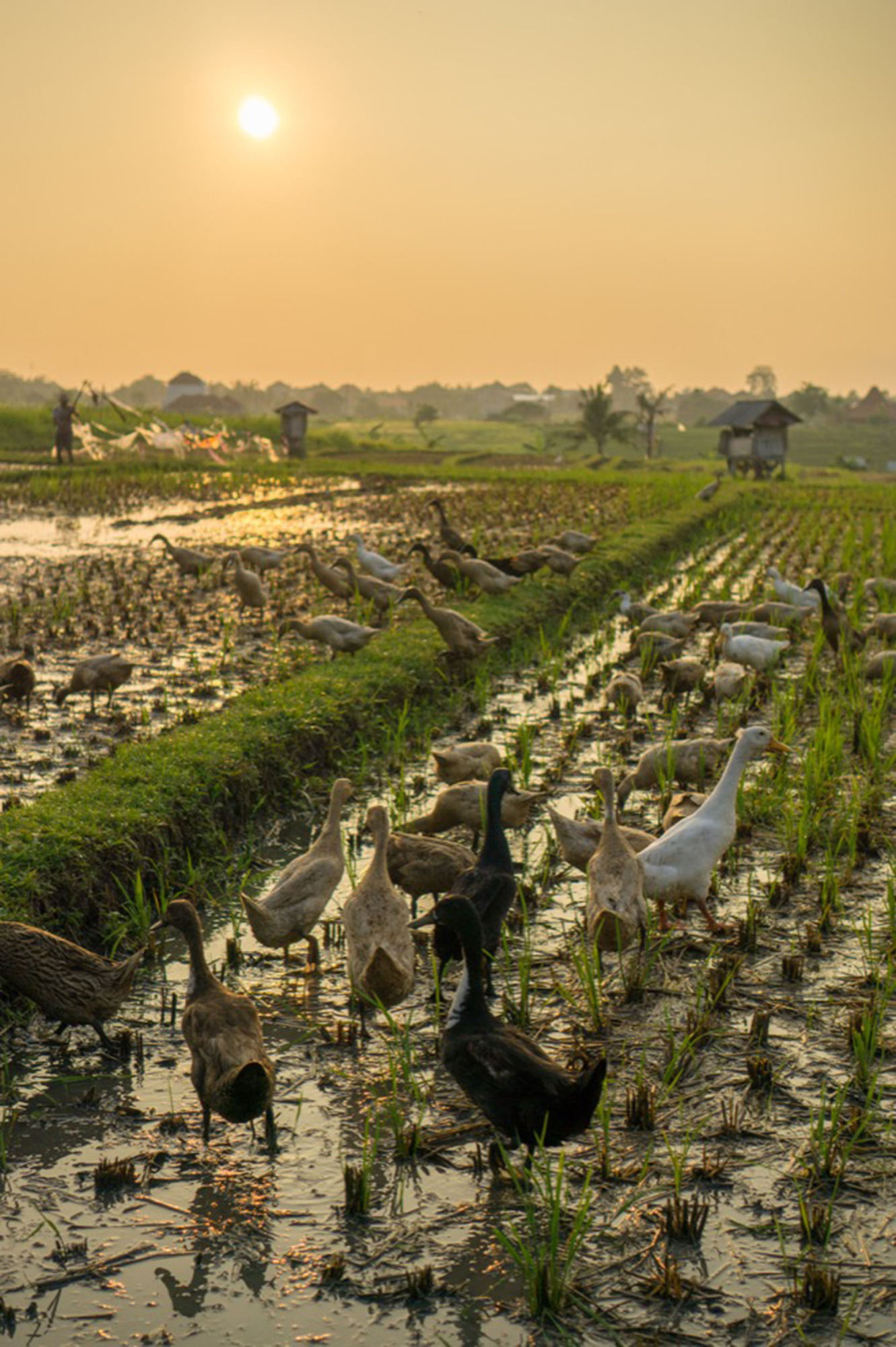 Фото Sotis Villa Canggu