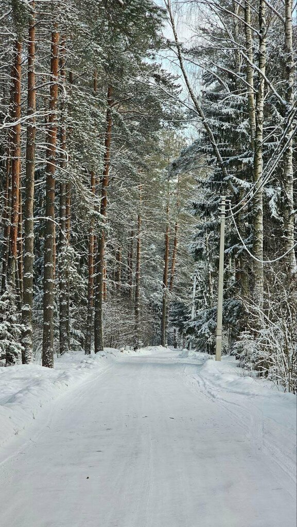 Naturaleza Лиственничная аллея усадьбы Софиевка, , foto