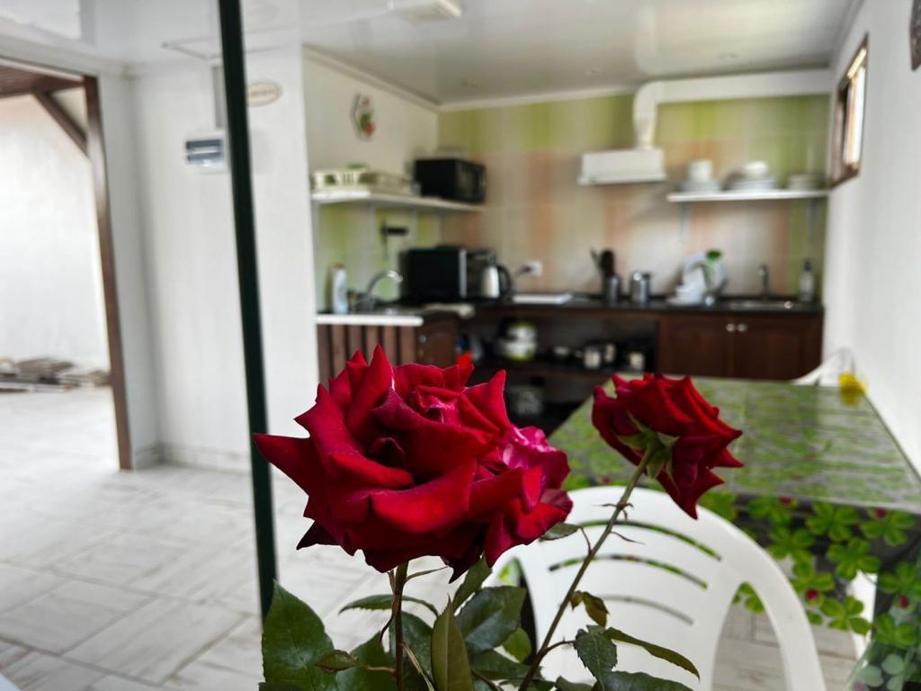 Фото Гиацинт