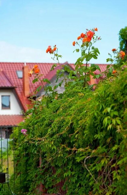 Фото Villa Plantage