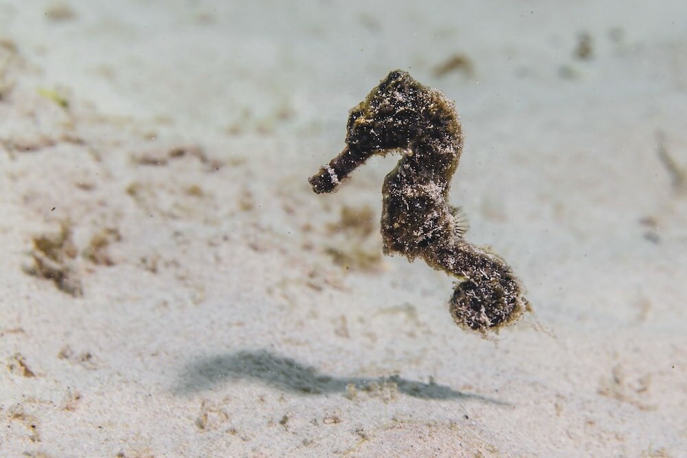 Фото Sun Reef Village on Sea