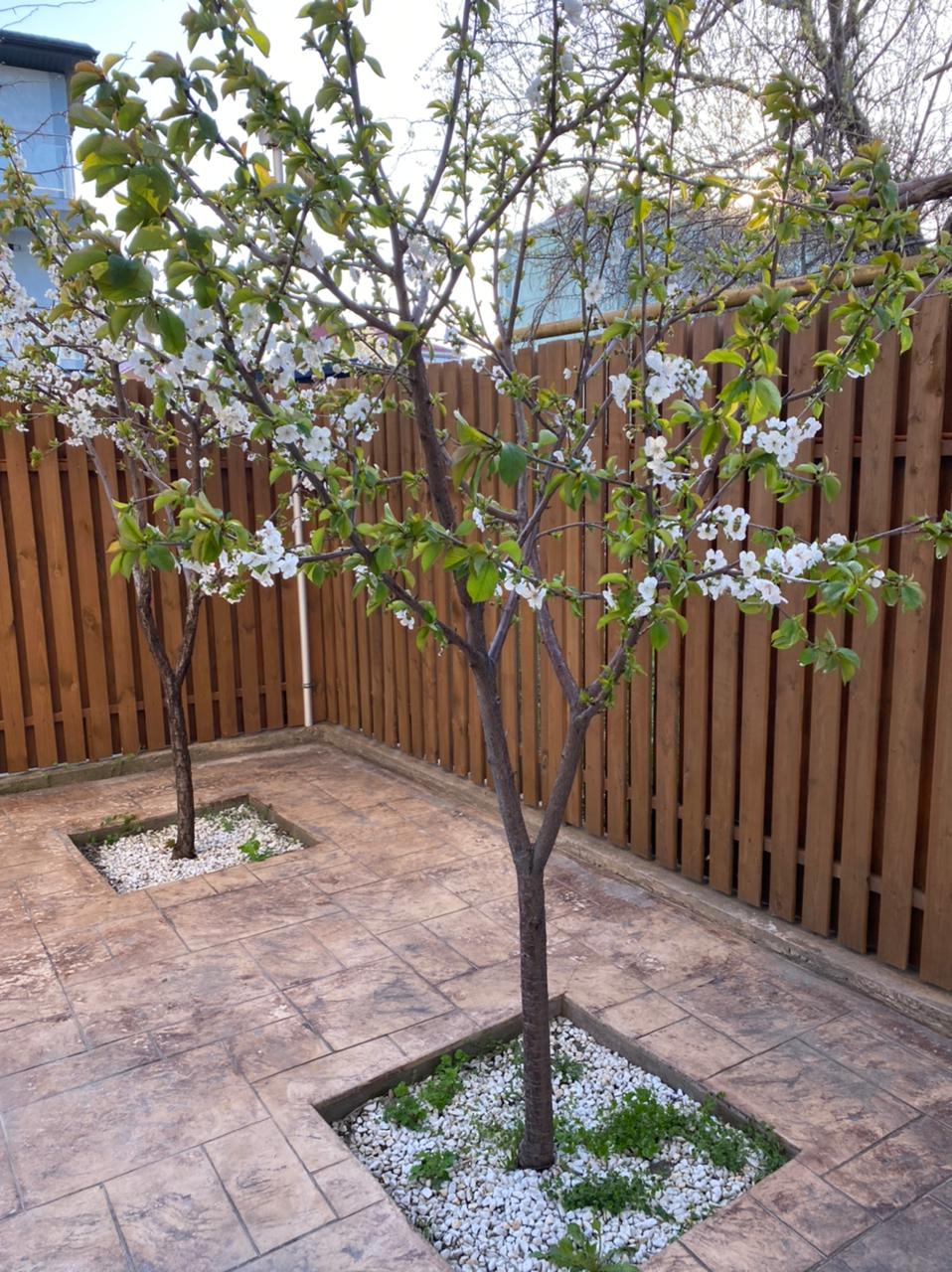 Фото Солнечная орхидея