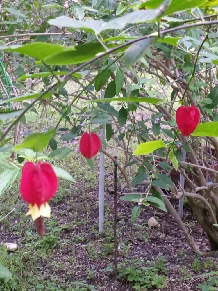 Фото Le Stanze di Villa Labruto