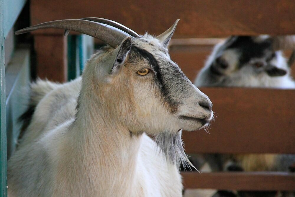 Фото Westgate River Ranch Resort & Rodeo