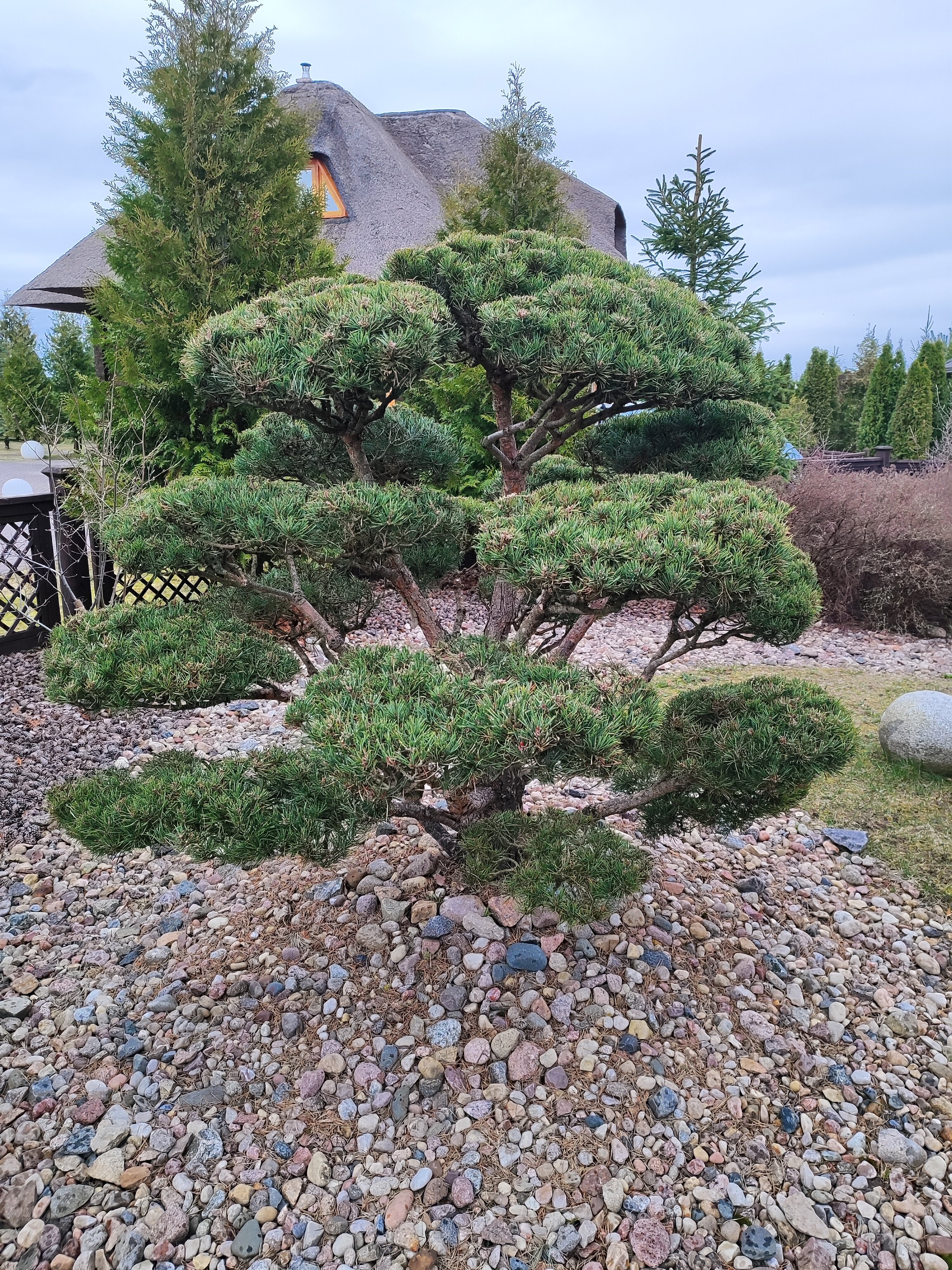 Фото Три медведя