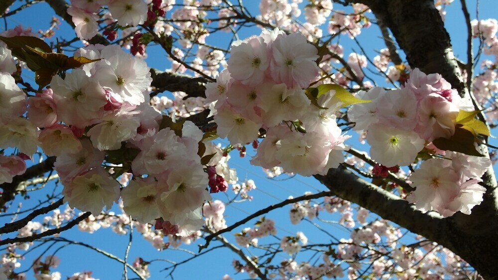 Фото Bowral Road Bed and Breakfast