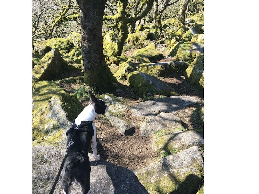 Фото Two Bridges Hotel