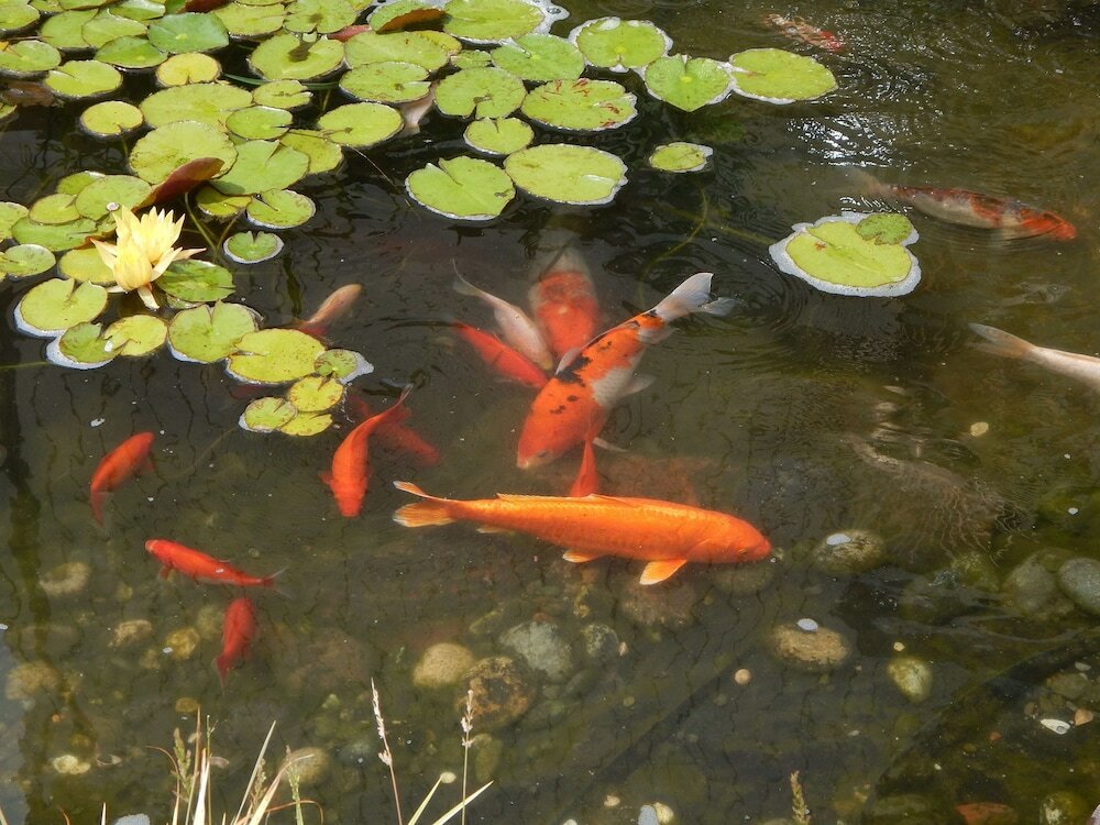 Фото Best Western The Inn & Suites Pacific Grove