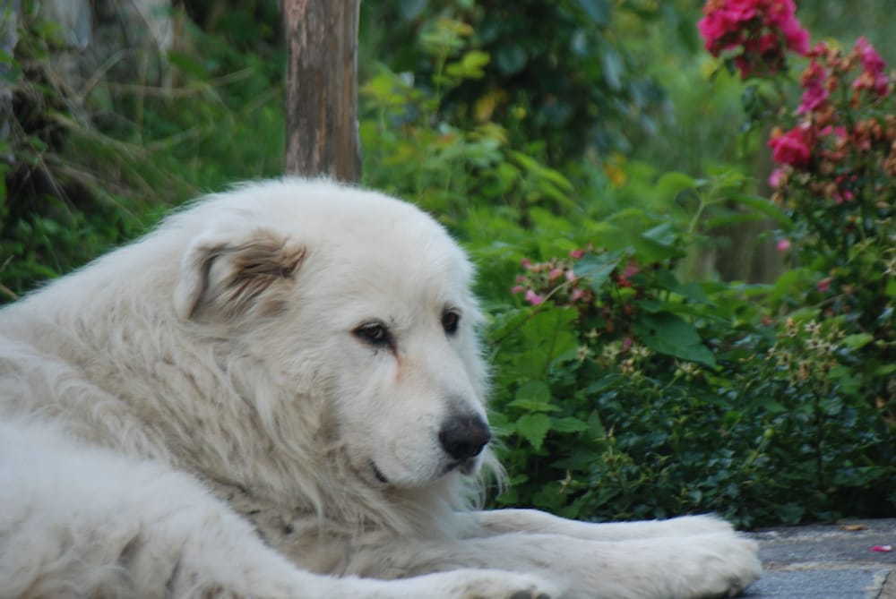 Фото Agriturismo Al Marnich