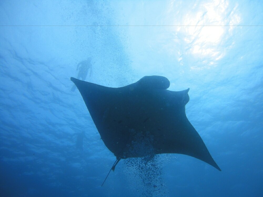 Фото Smera Grand