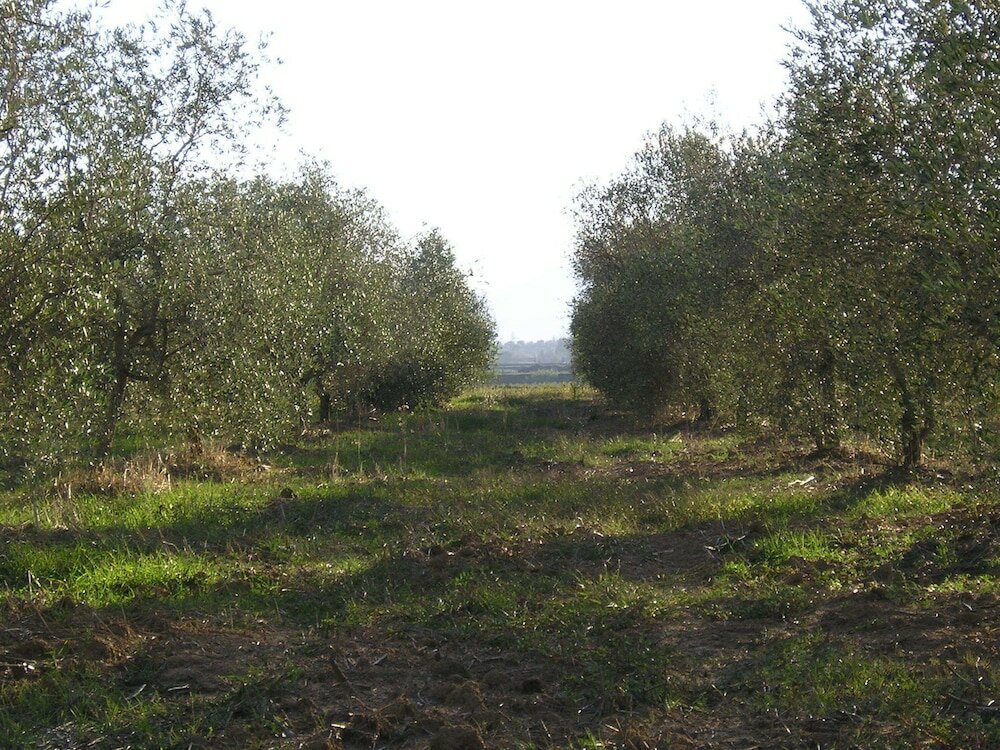 Фото Agriturismo Benvenuti