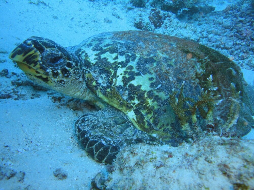 Фото Smera Grand