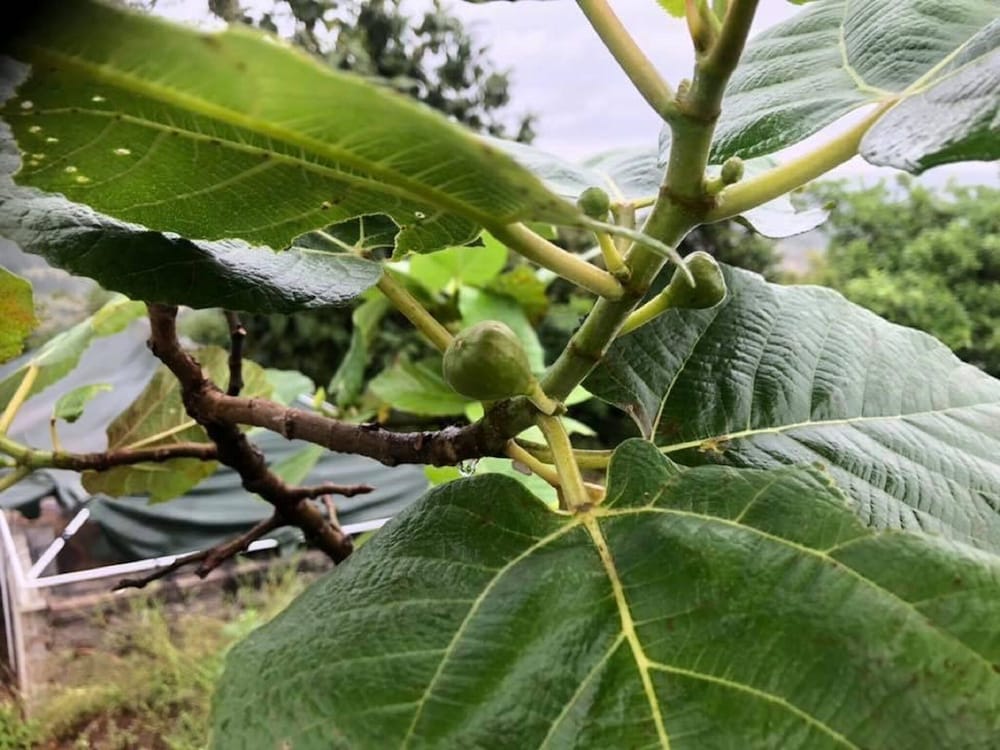 Фото Ananta Ecostays