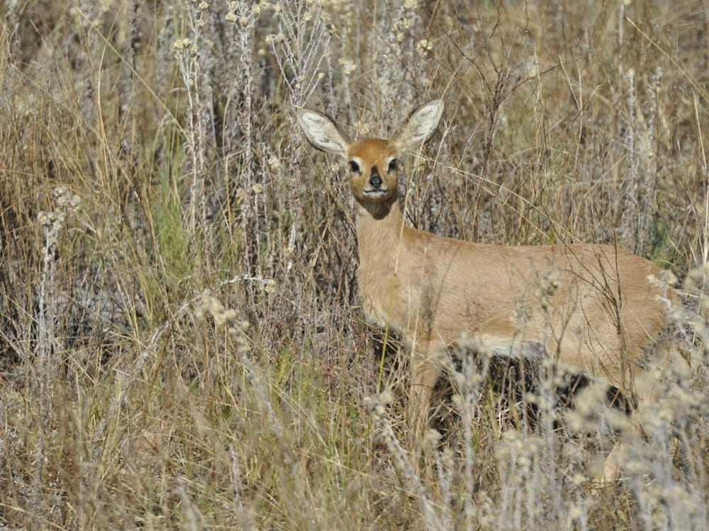 Фото Leopard Lodge